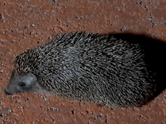 Erinaceus concolor