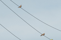 Streptopelia orientalis