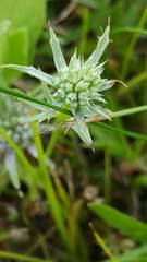 Eryngium hookeri