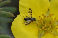 Herina canadensis