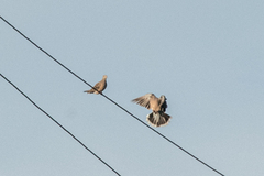 Streptopelia orientalis