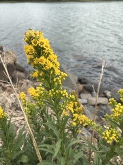 Solidago sempervirens