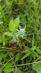 Eryngium hookeri