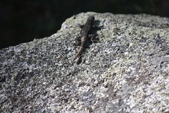Sceloporus graciosus vandenburgianus