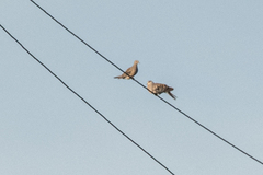Streptopelia orientalis