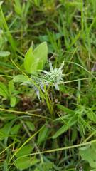 Eryngium hookeri