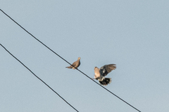 Streptopelia orientalis