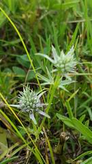 Eryngium hookeri