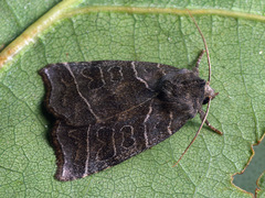 Ipimorpha retusa