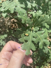 Aceria trichophila