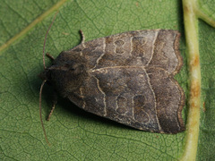 Ipimorpha retusa