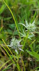 Eryngium hookeri