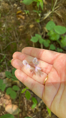 Hylodesmum nudiflorum