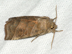 Ipimorpha retusa
