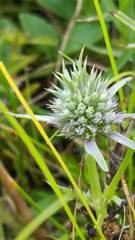 Eryngium hookeri