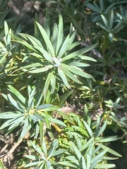 Podocarpus elongatus