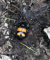 Nicrophorus vespilloides