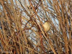 Certhiaxis cinnamomeus