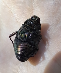 Anomala dubia