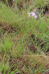 Allium nevii