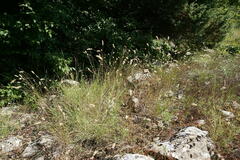 Melica transsilvanica