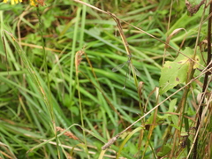 Lestidae
