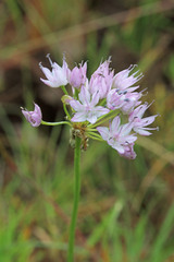 Allium nevii