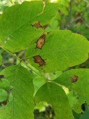 Mycosphaerella fraxinicola