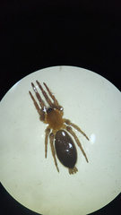 Clubionidae