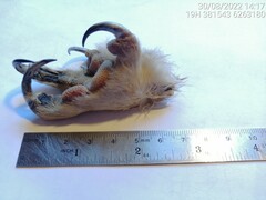 Bubo virginianus magellanicus