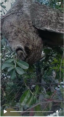Bubo virginianus magellanicus