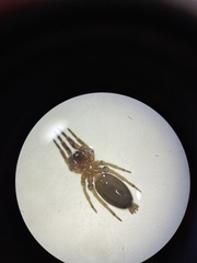 Clubionidae