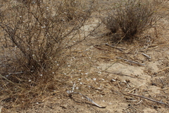Gypsophila capillaris