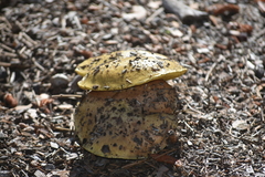 Suillus pseudobrevipes