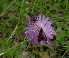 Zygaena