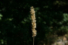 Melica transsilvanica