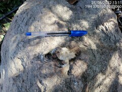 Bubo virginianus magellanicus