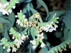 Conchylodes octonalis
