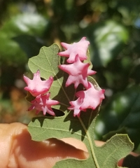 Cynips douglasii
