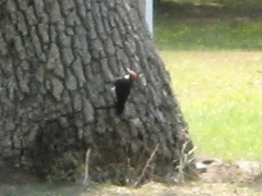 Melanerpes formicivorus