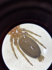 Clubionidae
