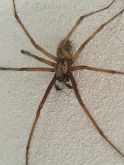 Eratigena atrica