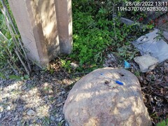 Bubo virginianus magellanicus