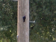 Melanerpes formicivorus