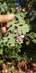 Cynips douglasii
