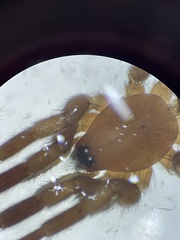 Clubionidae