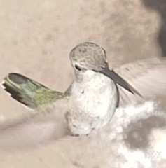 Archilochus alexandri