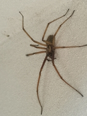 Eratigena atrica