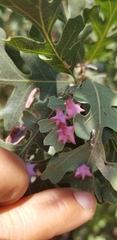 Cynips douglasii