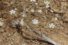Gypsophila capillaris
